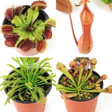 벌레잡이 식충식물 파리지옥 끈끈이주걱 카펜시스 퍼포리아 구문초 티나 스파출라타 대성식물, 6. 구문초(로즈제라늄), 1개