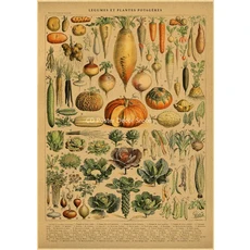 레트로 식물 공부 크래프트 장식 미적 벽화 프린트 종이 스트 예술 빈티지, 14, A4 8.3x11.8inch, 없음