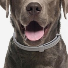 강아지 고양이 애견 진드기 기생충 벌레 모기 퇴치제 제거제 기피제 목걸이 밴드, 소형견