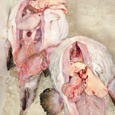 국내산 생아귀 생아구 안키모 생물 아귀간 손질아귀 아귀 찜 탕 수육, 2개, 통짜 중 750g내외