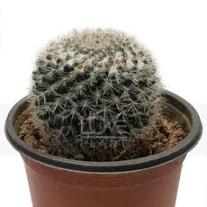 꽃사랑식물나라 백옹옥(털옹옥) 구형 마밀라리아 선인장 식물키우기 소품 플랜테리어