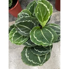 霏霏園藝 綠孔雀竹芋 5吋盆, 1個