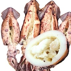 총알한입한치 통찜용 총알한치 급냉 살은 부드럽고 내장은 녹진한 맛, 1개, 1.5kg (36-75미 내외)