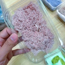 永生苔草 馴鹿苔 挪威進口moss，DIY玻璃盅微景觀素材，生態瓶裝飾，持久保鮮, 04