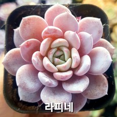 내맘대로골라 다육이 다육식물, 8번- 라피네