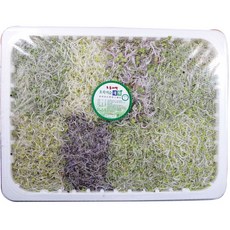 초록이슬 모듬 새싹 500g, 1개