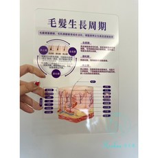 毛髮生長週期講解壓克力立牌/醫學美容/課程講解牌子, 毛髮生長週期講解壓克力立牌