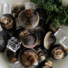 자연산 흑모시 모시조개 2kg 산소포장 제철 가무락, 1개