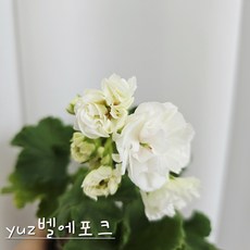 yuz벨에포크 제라늄, 1개