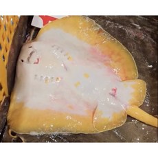 완도 자연산 황가오리 (1kg) 노랑가오리애 황가오리찜 노랑 가오리, 반건조황가오리1마리(약 3kg), 1개, 1마리(약 3kg)