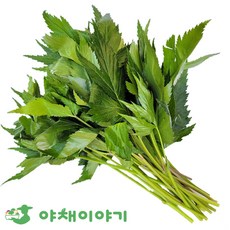 야채이야기 당귀잎 200g 모듬 쌈채소 당귀쌈, 1개