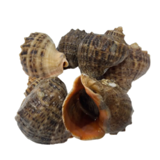 영롱한수산 (산지직송) 자연산 제철 생물 참소라 1kg, 1개