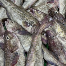 국내산 동해안 생대구 급냉 2~4미내외, 1세트, 2kg