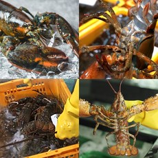 생물 캐나다 항공 직송 활 랍스터 꽉찬수율 중량별, 1박스, 활 랍스터 700g