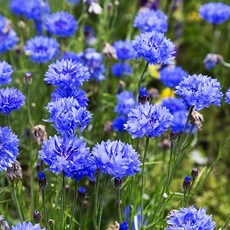 수레국화 블루 중간키 씨앗 소포장 대포장 선택구매, 1개, 소포장 30립