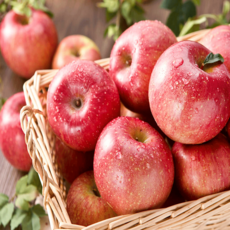 안동사과 선물세트 5kg 대과 13~14과 고당도 산지직송, 1박스