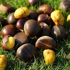 햇 칼집 공주밤 1kg+1kg 총 2kg 칼집생밤 단밤 햇밤 국산 부여밤 왕밤 알밤, 1kg, 2개