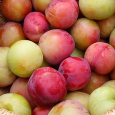 금메달농수산 산지직송 고당도 노지자두, 1개, 4.5kg 대과 (90과 내외)