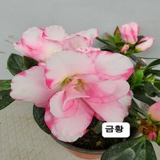 [다온농원] 철쭉 금황, 1개, 단일