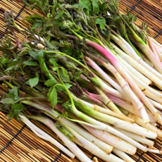 [재구매율93%] 26년 첫애기순 강원도 자연산두릅 땅두릅, 1박스, 300g