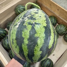 국내산 고당도수박 특품 망고 노란흑수박 애플수박 못난이 옵션선택, 1박스, 못난이수박 4-5kg 내외