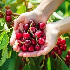 프리미엄 당도선별 명품 생체리 빙체리, 1개, 500g