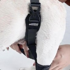 반려견관절보호대 고관절교정 중형견용 뼈건강케어, 1개, 1g