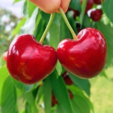 슈퍼푸드 칠레산 프리미엄 고당도 생체리 특대과 (9.5R), 1박스, 300g (특대과)