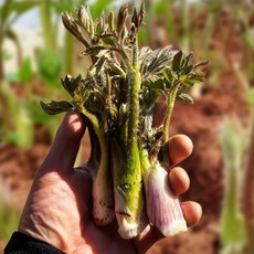 청정 남해 해풍맞은 고품질 장아찌용 땅두릅, 500g, 1세트