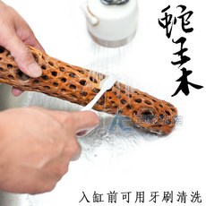 【AC草影】蛇王木（M/30cm）蝦木 仔蝦躲藏 母蝦生育 小蝦, 1個