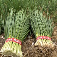 국내산 산지직송 고창 쪽파 흙쪽파, 1박스, 1kg