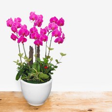 핑크 호접란MTFF034, 서울특별시／광역시／경기도, 베이직, 필요없음