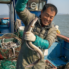 먹사부 자연산 국내산 통영 손질 장어 구이용 바다장어 생물 특대 보양식 [1kg 손질 후 약600g 장어 소스 포함], 1kg, 1개, 가정용, 국내산 장어