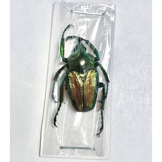 (Phaedimus lydiae) 리디아에뿔꽃무지 [C-8-76] 곤충표본, 수컷 15~20mm 내외, 1개