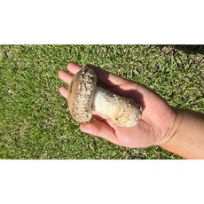 [산지직송] ] 송이와 표고의 만남! 향이 진한 제철 생 송화버섯, 1개, 고급 선물용 1kg