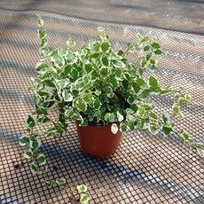 푸미라 푸밀러 푸밀라 실내관엽식물 원룸공기정화식물, 1개