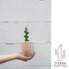 *티에라선인장* 작고 소중한 피쉬본 생선뼈 선인장 - 토분 2 type, 빈티지 베이지팽이(받침포함), 1개