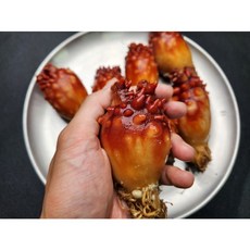 바다향 멍게 생물 활멍게 1kg(5~10미), 1개, 1kg