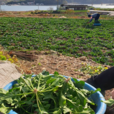 [산지직송] 남해 노지 가정용 시금치, 1개, 500g