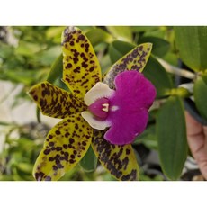 [신라난농원]Cattleya 'Sweet Dragon' 카틀레야 '스위트 드레곤' 진한갈색점박이의 핑크색립프.좋은향기.꽃이너무예뻐요.고급종.필독뒷사진참고, 1개