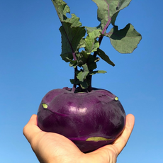 달콤하고 아삭한 제주 콜라비 웰빙채소 제철콜라비 정품, 5kg, 1박스