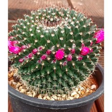 팅커벨 옹옥선인장