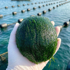 국내산 특품 급냉 매생이 완도매생이, 5개, 350g