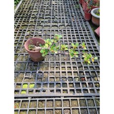 霏霏圓葉榕盆栽, 1個