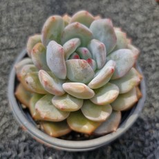 봄의정원 먼로-C