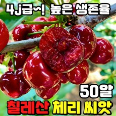 [고품질] 50/100/200 칠레산 체리 씨앗 4j급 라지 체리 프리미엄 체리 자가수정 씨앗 한국 재배 적합 베란다 분재 TENFOC, 50개