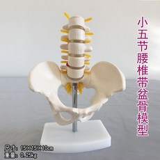 인간 골반 모형 뼈구조 인체 골격 요추 골반뼈 해부 실습, A. 고정 요추 골반 모델 5섹션