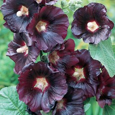 [큐가든] 접시꽃 블랙 숙근 유럽 직수입 뿌리 구근 여름꽃 알세아, 1개