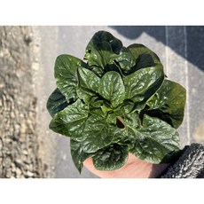 신안 비금도 섬초 겨울 노지 시금치 당일수확 1kg, 1박스