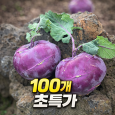 [산지직송] 제주 콜라비 아삭달큰 고당도 당일수확, 10kg, 1박스